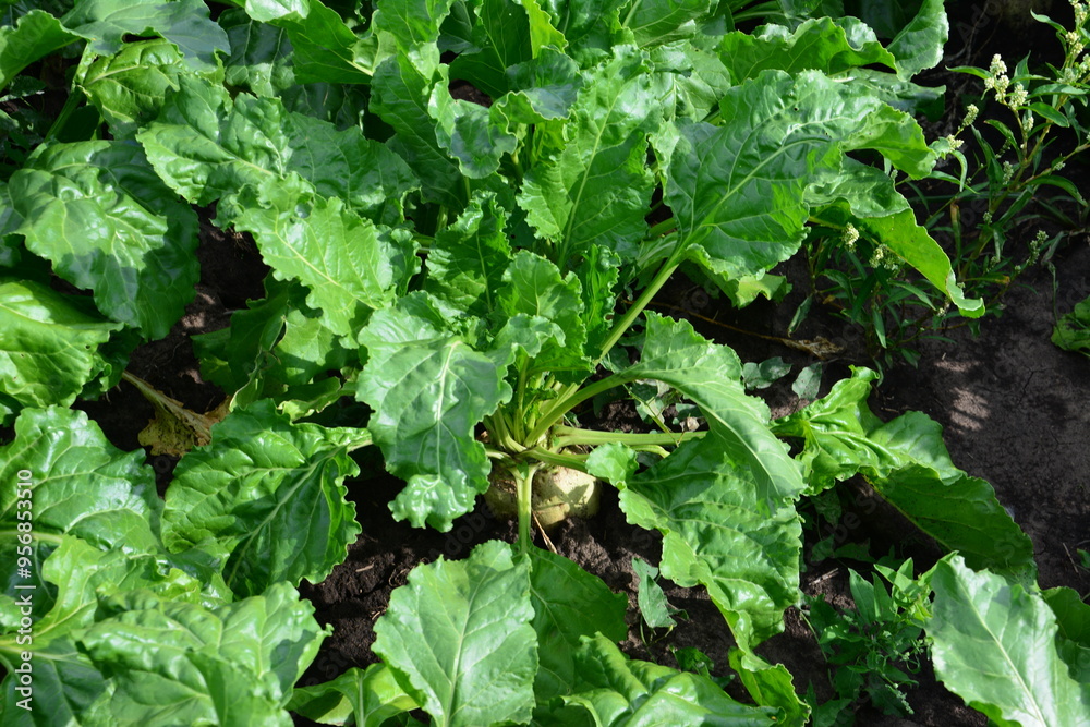 a beet plant with a few leaves that is growing on the field a beet plant with a few leaves that is growing on the field