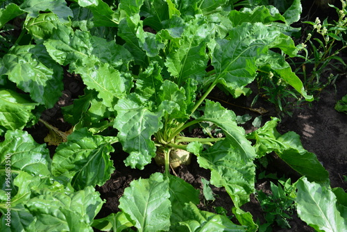 a beet plant with a few leaves that is growing on the field 