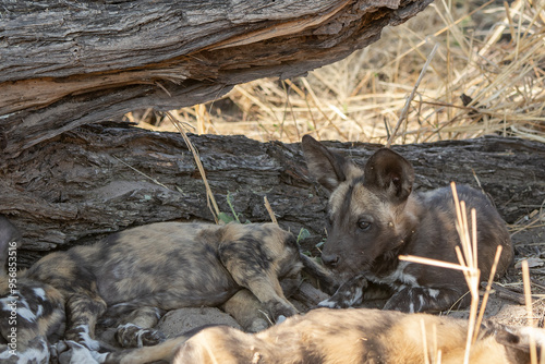 wild dog in BWA photo