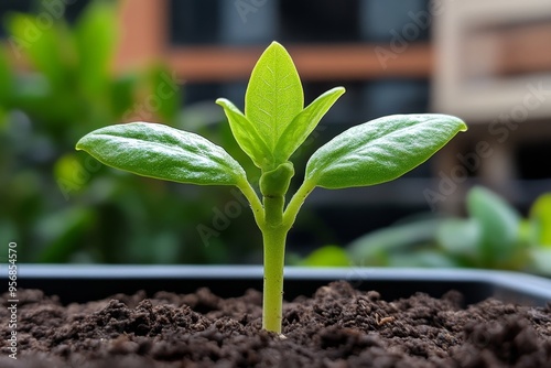 Tiny sprout, fertile soil, nurturing care helps the seedling grow strong photo