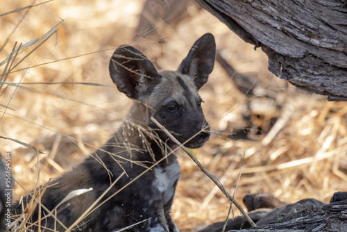 wild dog in BWA photo