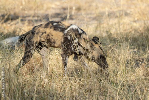 wild dog in BWA photo