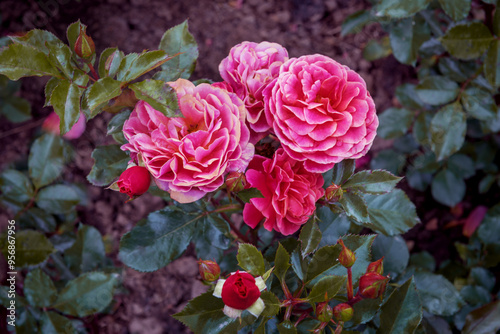 The attractive Rose Melusina with the large, semi-double flower cups