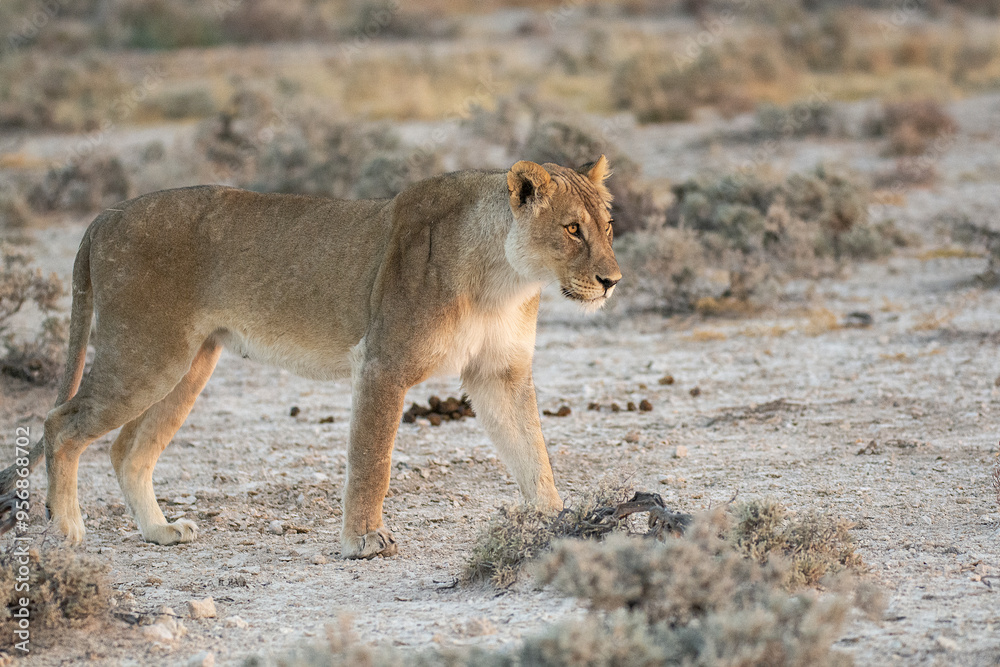 Fototapeta premium big cat in BWA