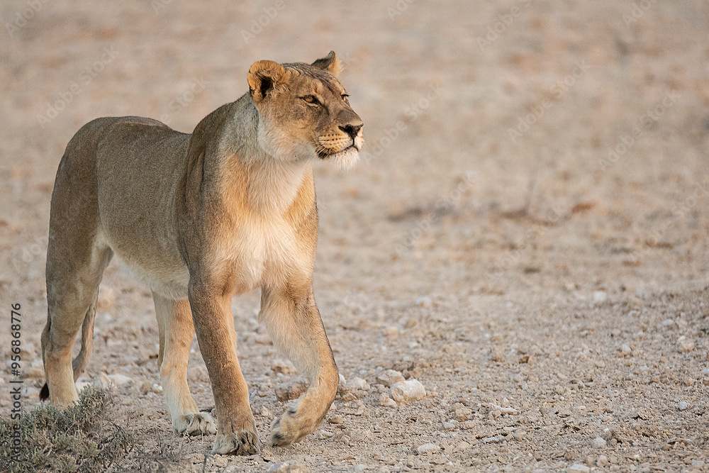 Naklejka premium big cat in BWA
