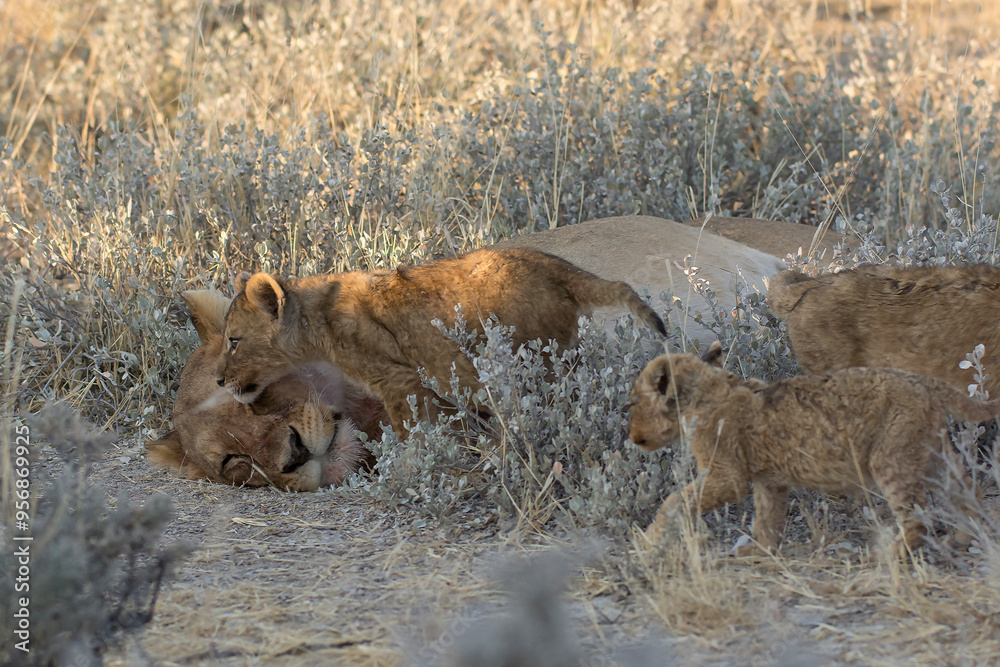 Obraz premium lions in BWA