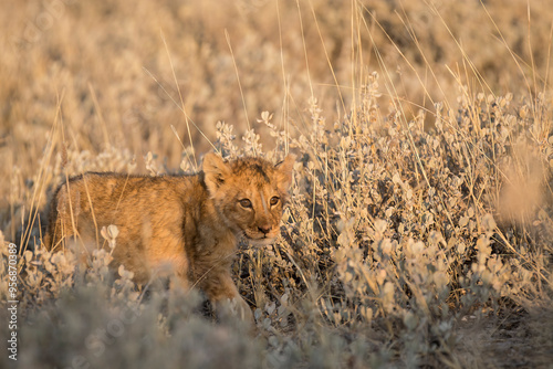 lions in BWA