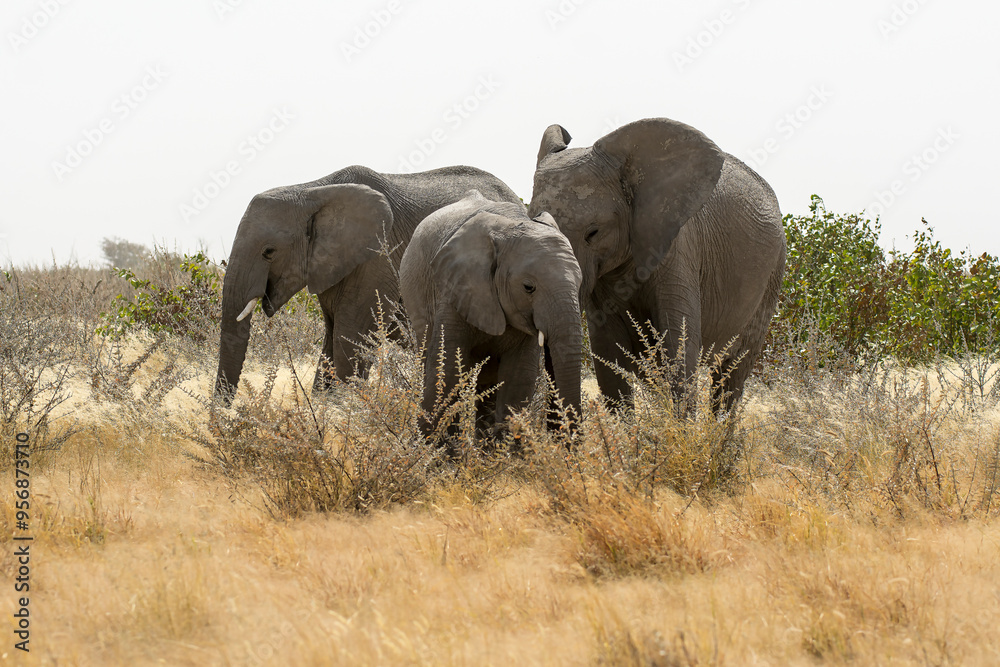 Fototapeta premium elefanti in bwa