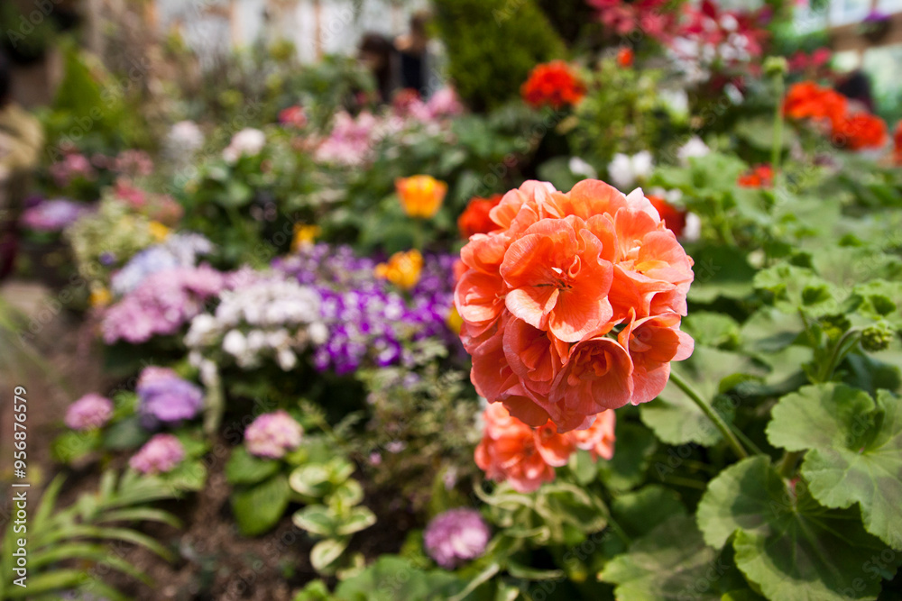 Red flowers in the garden