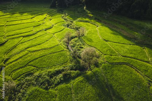 Aerial view on green rice field In the rural forest