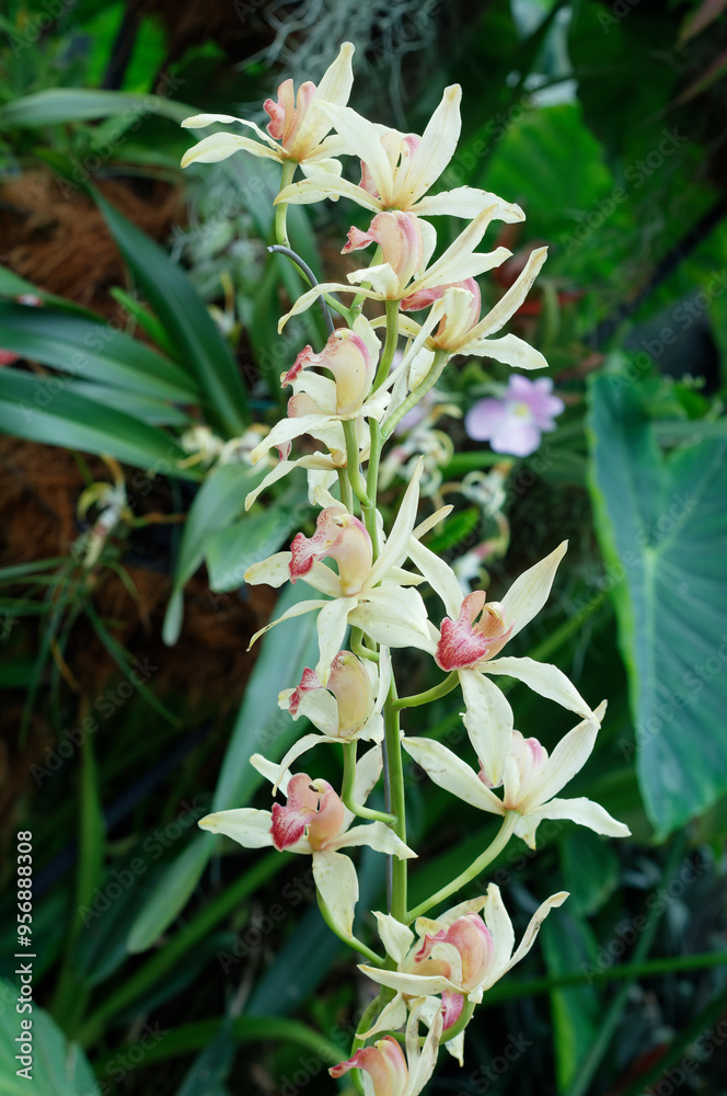 Obraz premium Close-up picture of a blooming flower of Cymbidium iridioides, commonly known as the Iris-Like Cymbidium. Jardín Botánico de Bogotá : Botanical Garden of Bogota, Colombia.