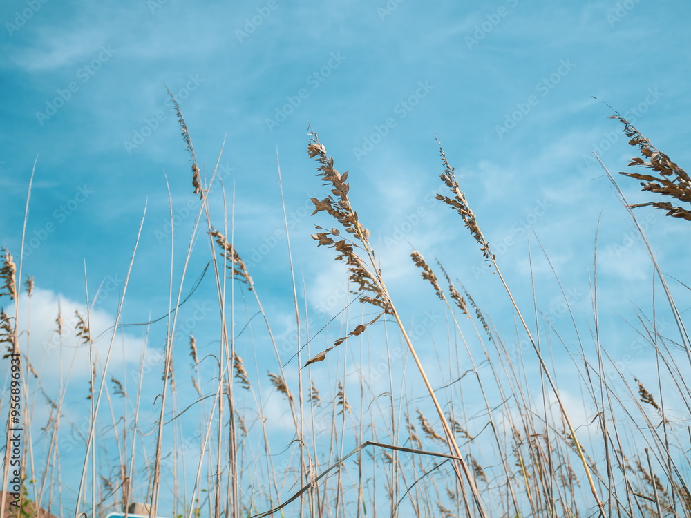 Fototapeta premium grass and sky