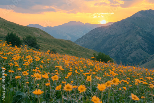 The sun sets behind the mountain ranges above the blooming arnica valley.