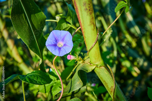 Blue Morning Glory Twined Around Corn Stalk Close-Up in Daylight