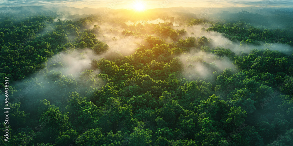 Aerial view of a forest with fog and sun shining through the trees. Aerial view of a forest with fog and sun shining through the trees.