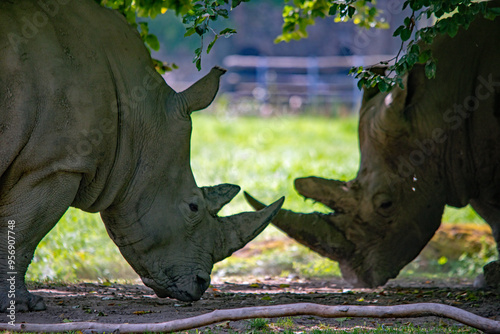 Interaktion zweier Nashörner im Augsburger Zoo