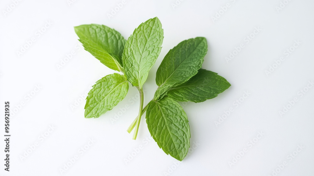 Fresh mint leaves, isolated on a white background. Fresh mint leaves, isolated on a white background.