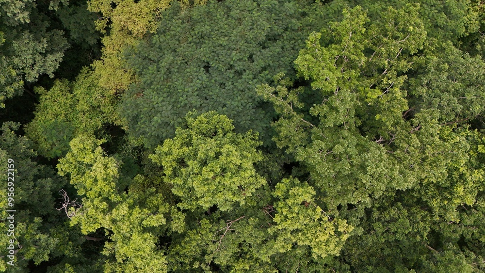Naklejka premium Aerial view the Tropical forest Healthy environment green tone 