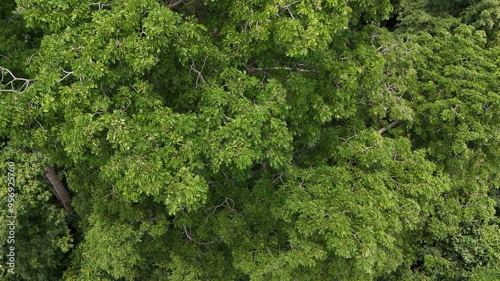 Naklejka premium Aerial view the Tropical forest Healthy environment green tone 