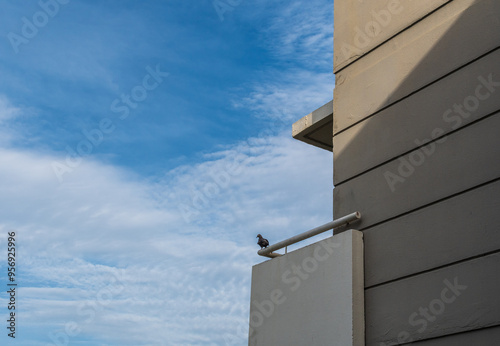 A pigeon is perched on a ledge of a building