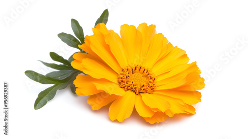 Vibrant Yellow Flower with Delicate Green Leaves - Perfect for Nature Photography and Floral Designs