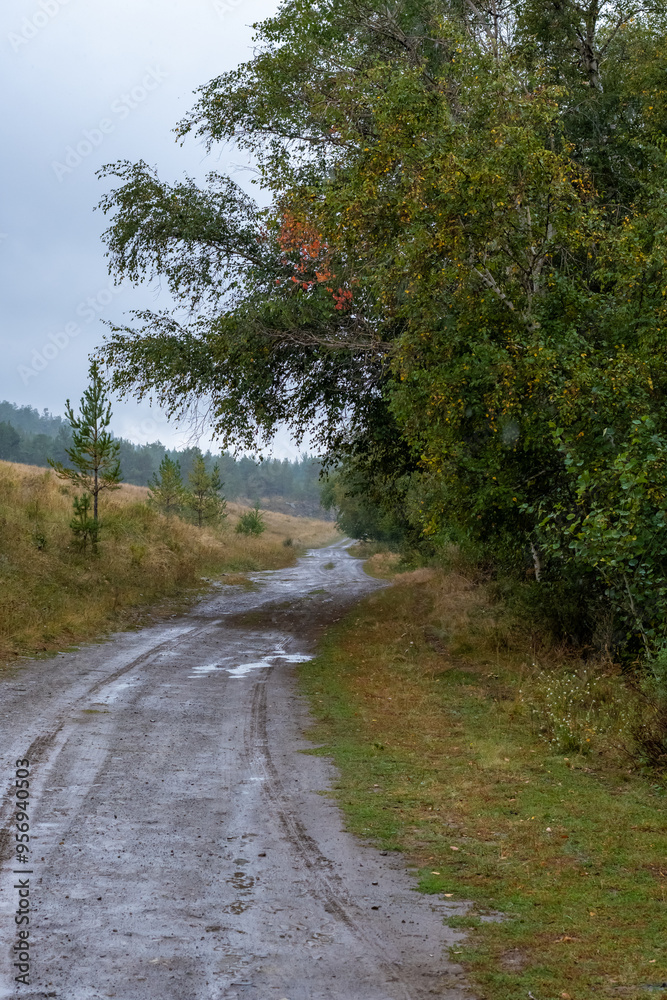 Fototapeta premium Road in the woods. Travel concept. High quality photo.