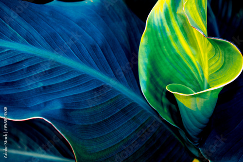 Fotografi Leaves of exotic tropical flower canna closeup