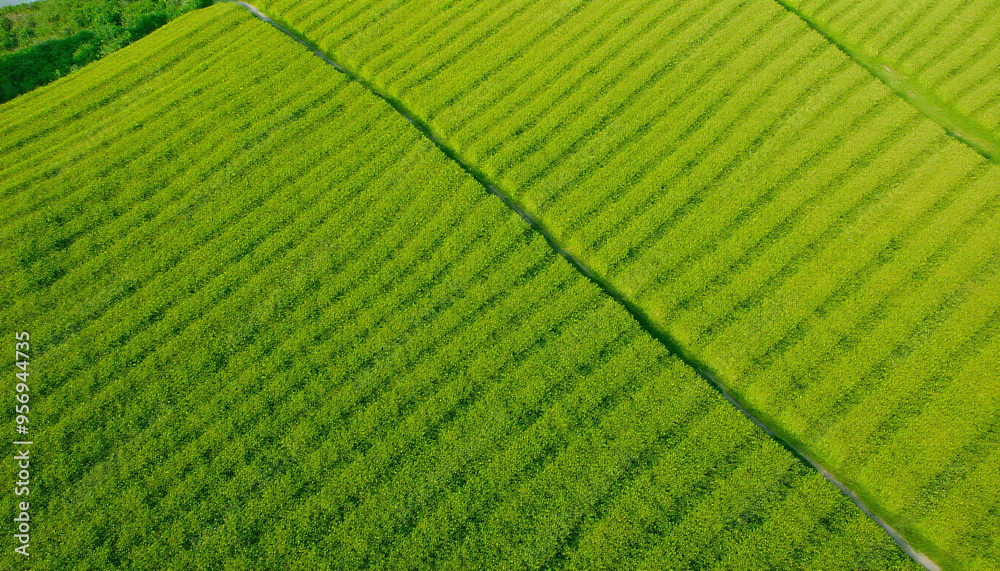 Fototapeta premium aerial view of a green field with the plane flying over it
