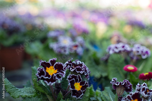 Garden Flowers: Planting and Cultivating in Your Outdoor Space