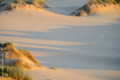 Fototapeta Naklejka Na Ścianę i Meble -  Vegetation in the sand dunes 