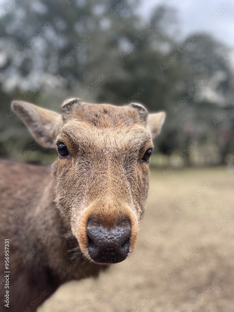 Fototapeta premium Nara Park, Japan