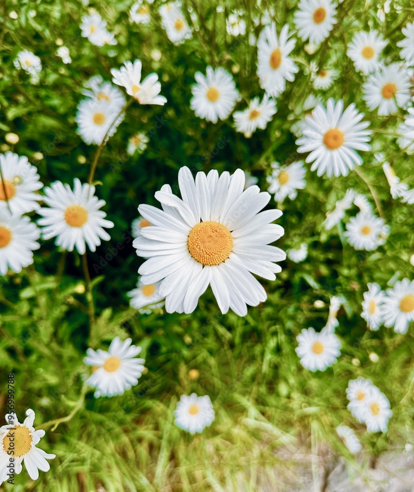 daisies in a field daisies in a field