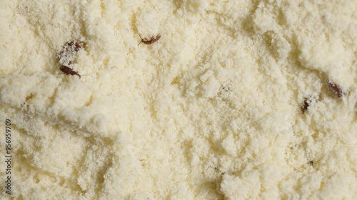 Close-Up of Flour with Tribolium Confusum Beetles, Crawling Among Granules, Indicating Severe Infestation and Product Damage. Slider macro. photo