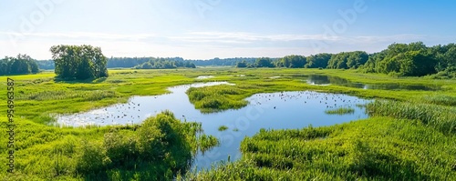 Aerial view of wetland restoration, marshlands thriving with birds and aquatic plants, ecosystem restoration, wetland revival