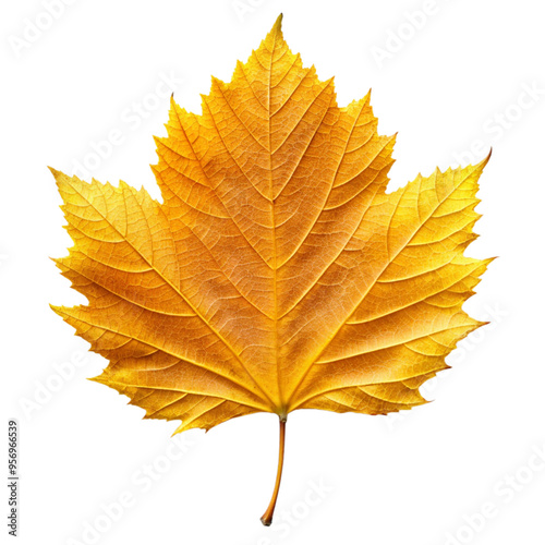 autumn maple leaf