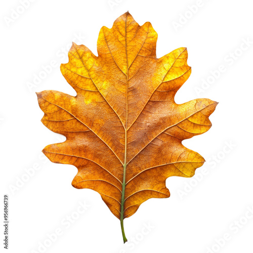 maple leaf isolated on white