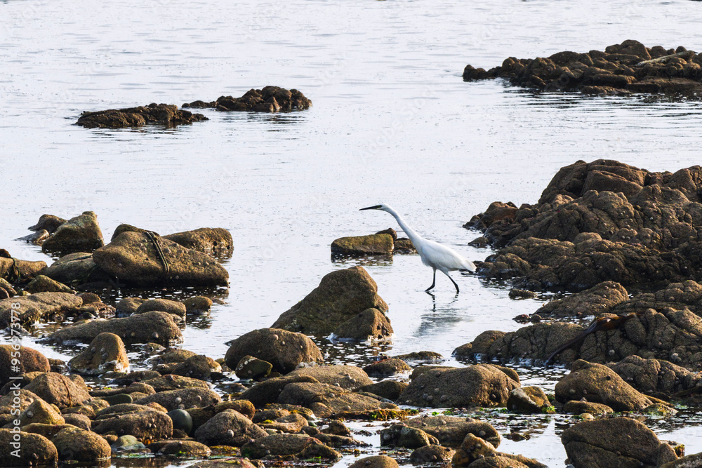 Heron in its natural habitat, Breton landscape, France Heron in its natural habitat, Breton landscape, France