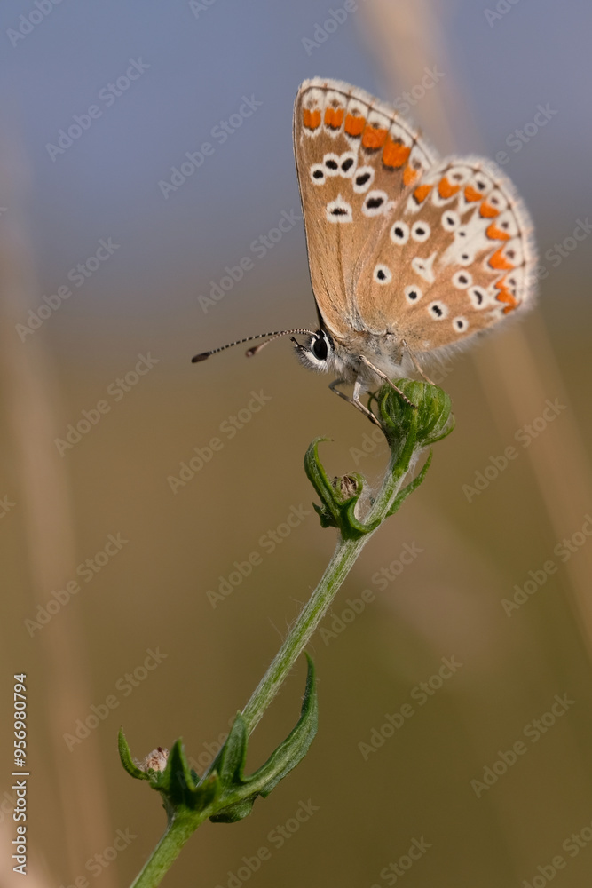 Fototapeta premium Butterfly Common Blue 