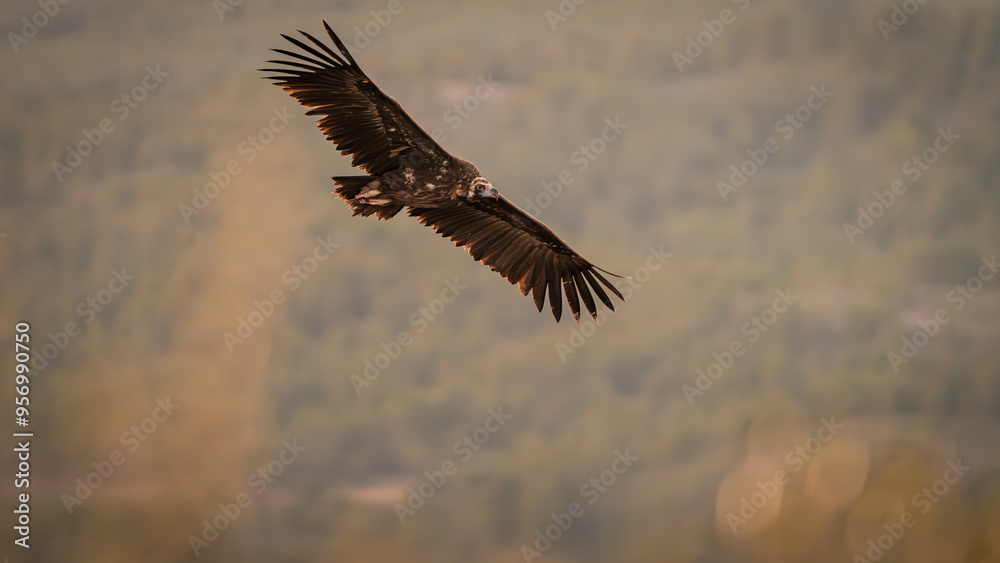 Fototapeta premium Stunning black bitre flying over the skies with forests in the background
