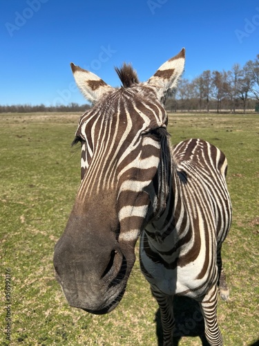 Photography zebra at a safari park