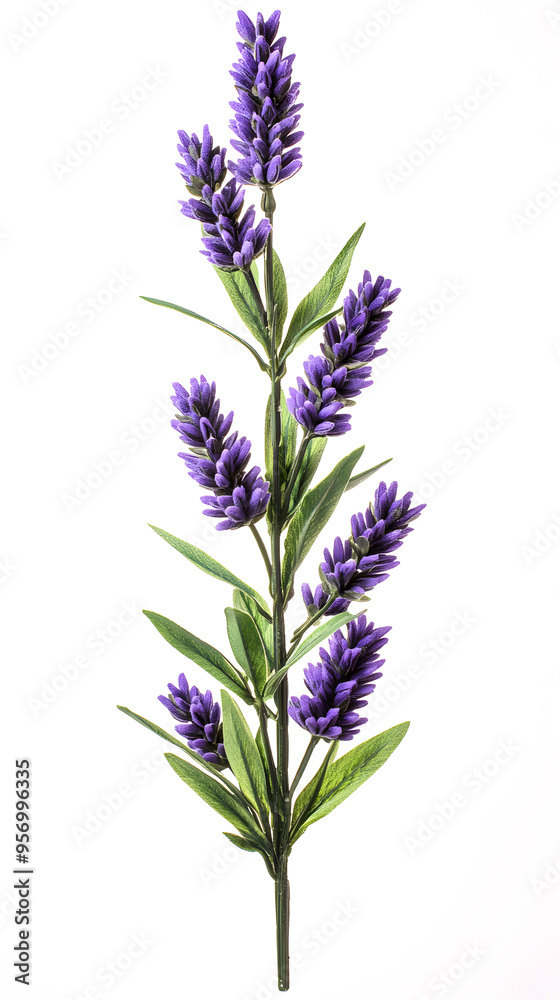Fototapeta premium Lavender flowers isolated on white background