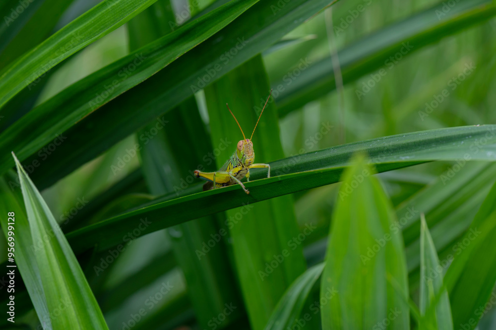 A green grasshopper resting on a blade of grass
A green grasshopper resting on a blade of grass