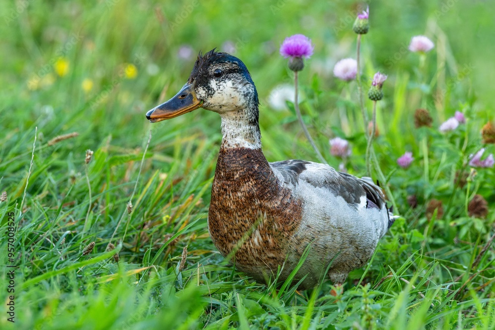 A moulting multicolored mallard duck standing in a meadow with green grass and yellow and purple flowers.