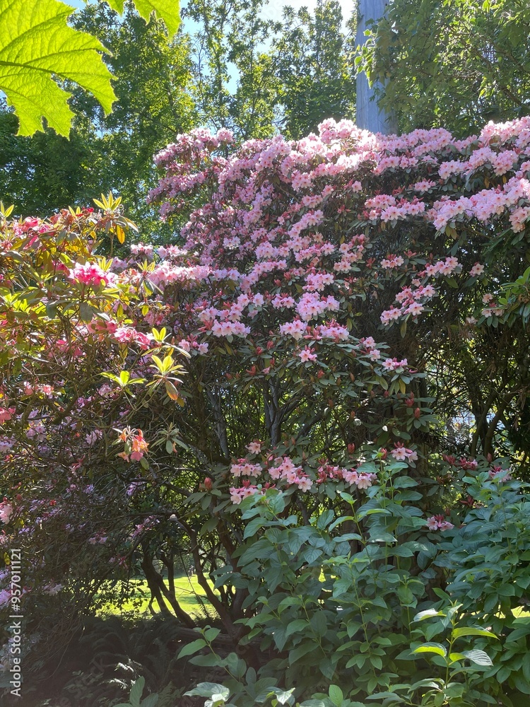 Naklejka premium pink flowers 