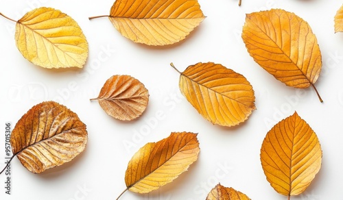 Collection of autumn and fall leaves isolated on a white background