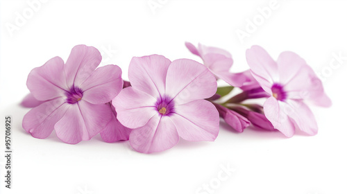 A close up of purple phlox flower against white background.