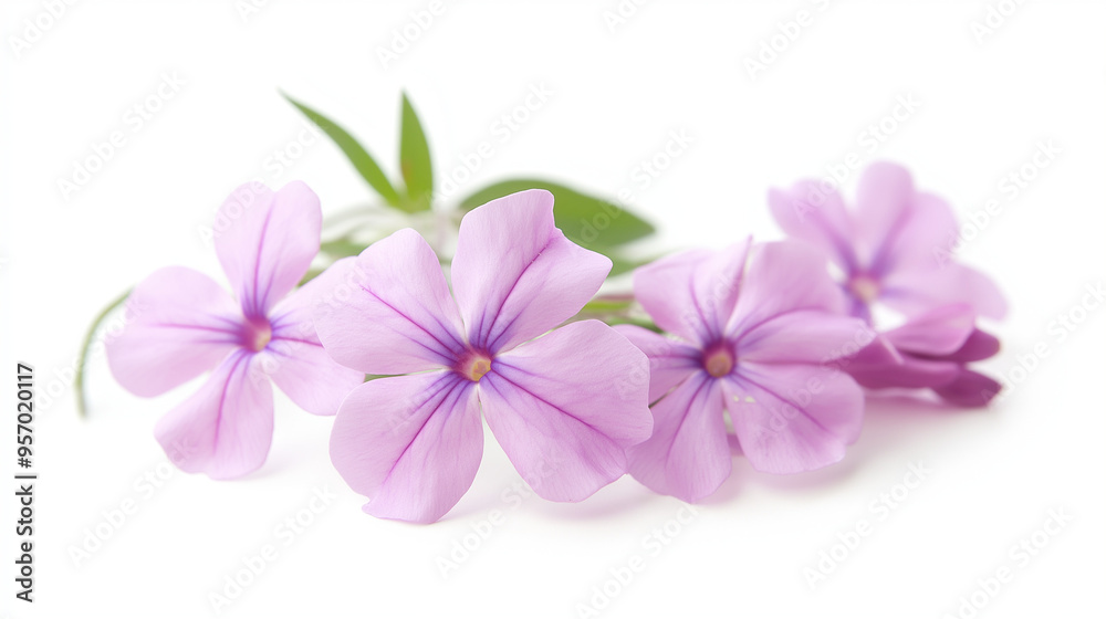 Obraz premium A close-up of pink and white phlox flowers against a white background.