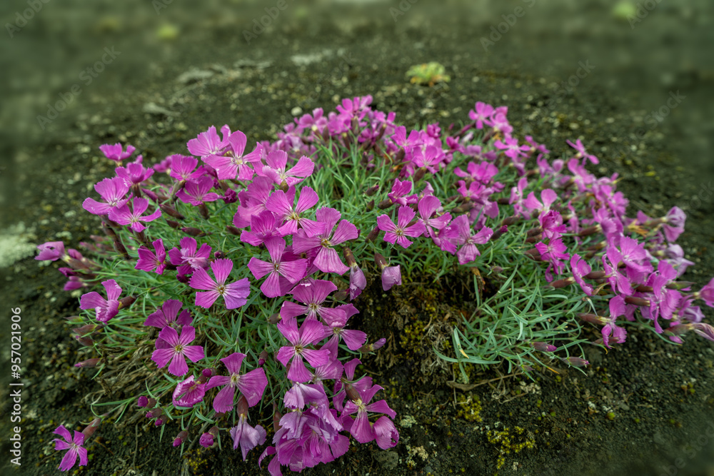 Plants and flowers in the garden in a garden of country house
