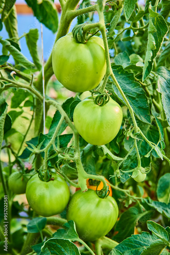 Unripe Green Tomatoes on Vine Closeup in Garden Unripe Green Tomatoes on Vine Closeup in Garden