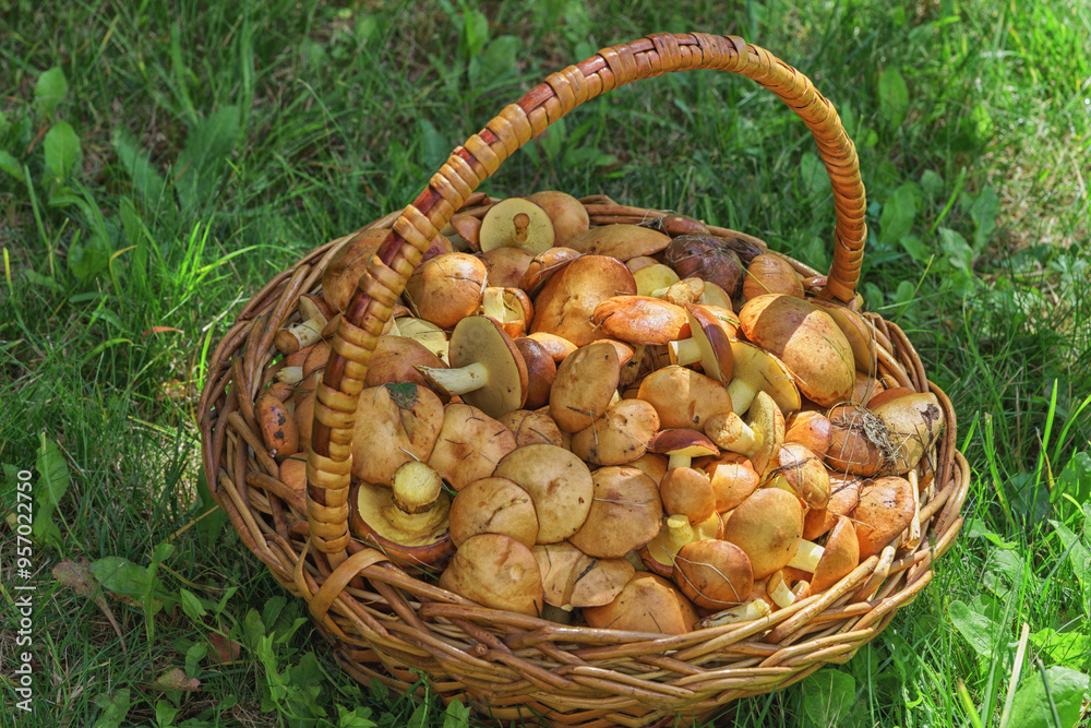 Butter mushrooms in the basket on a grass in a country house.